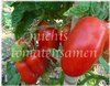 Tomate Polish Linguisa* rote Flaschen-/ Pastatomate* 10 Samen