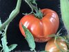 Tomate Trip-L-Crop* 500 gr.* rote Spaliertomate* 10 Samen