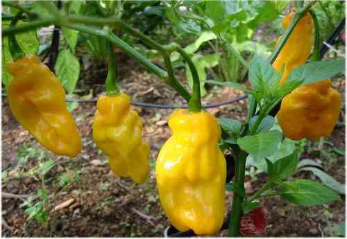 Habanero yellow pepper * Chili gelb * Schärfe 10 * 10 Samen