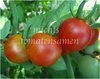 Tomate Heinz* rote runde Tomate* platzfest* Salsatomate* 10 Samen