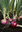 Zwiebel Braunschweiger dunkelrot * rot festfleischig; 30 Samen