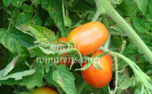 Tomate Yellow Plum * gelbe birnenförmige Früchte* 10 Samen
