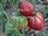 Tomate Oxheart red* Ochsenherz rot bis 500 Gramm* 10 Samen