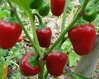 Pepper Baby Red * süße rote Mini- Paprika * 5 cm; 10 Samen