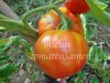Tomate Marglobe * rot * krankheitsresistente Sorte* 10 Samen