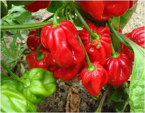 Caribbean Red Habanero pepper * roter Chili *Schärfe 10; 10 Samen