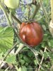 Tomate Japanese Black Trifele* schwarze Tomate aus Russland* 10 Samen
