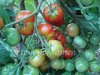 Tomate Isis Candy Cherry* gelb/rotgestreifte Cherrytomate * 10 Samen