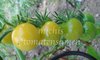 Tomate Green Grape Cherry* grün/gelbe Kirschtomate * 10 Samen