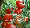 Tomate A Grappoli corbarino cherry *Miniflaschentomate* 10 Samen