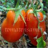 Tomate Opalka * rote Flaschentomate * 10 Samen