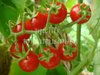 Tomate Sugar Lump cherry* rote Rispentomate* Cherrytomate* 10 Samen