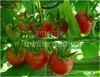 Tomate Riesentraube* rote Cocktailtomate* alte deutsche Sorte * 10 Samen