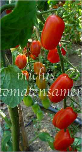 Tomate Roma * rote Pastatomate * 10 Samen