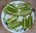 Tomate Green Sausage * grüne gestreifte Flaschentomate * 10 Samen