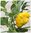 Jamaican hot yellow* Chili gelb ultrascharf *Chili/Paprika Schärfe 10* 10 Samen