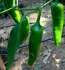 Serrano – Chili aus Spanien* rote Früchte * Chili/Paprika Schärfe 7* 10 Samen