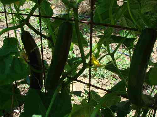 Gurke Bellpuig aus Spanien* mittellange grüne Sorte* 5 Samen
