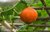 Hokkaido - Kürbis* bester Speisekürbis orange* 10 Samen