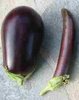 Aubergine Redonda Negra Lisa aus Spanien* schwarze Frucht* 10 Samen
