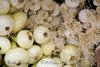 Perl - Zwiebel * Weiße Frühlingszwiebel * 25 Samen