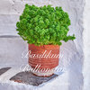 Basilikum Balkonstar * ocimum basilicum* feinblättrige kompakte Sorte grün * 50 Samen
