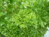 Petersilie Forest Green* krause Sorte* Kräuter* 50 Samen