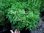 Basilikum Bush * ocimum basilicum * Buschbasilikum grün * 50 Samen