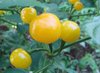 Pepper Quinchito c.chinensis* Kirschchili gelb* Schärfe 10 * 10 Samen