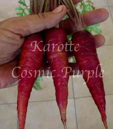 Karotte Cosmic Purple * violette Möhre * frühe Sorte* 50 Samen