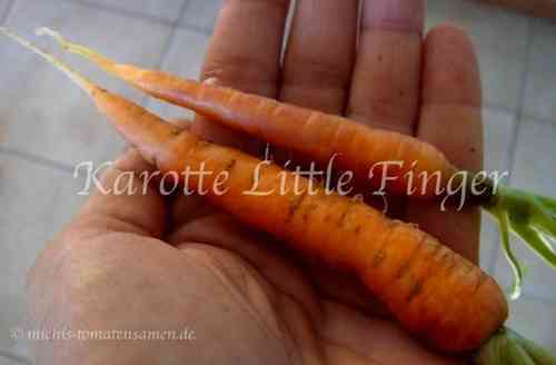 Kleiner Finger Saatgut Little Finger Mini-Karotte 100 Samen Mohrrübe 