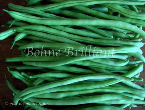 Busch - Bohne Brilliant* zarte fadenlose Bohnen grün* krankheitsresistent* 10 Samen
