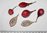 Passiflora capsularis * rote Früchte* 5 Samen