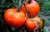 Tomate Dutchman * Beefsteaktomate pink* 400 gr * 10 Samen