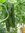 Gurke Japanese Long* knackige lange Salatgurke aus Japan* 5 Samen
