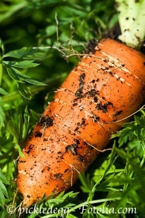 Karotte Rote Riesen 2* Lagermöhre mit hohem Ertrag* 50 Samen