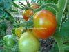 Tomate Variegated* rote Tomate aus Irland* 10 Samen