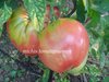 Tomate Italian Heirloom* eine der reichtragendsten Sorten aus Italien* 10 Samen