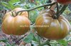 Tomate Giant Syrian* rotpinke Fleischtomate bis 500 gr.* 10 Samen