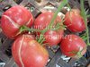 Tomate Thessaloniki aus Griechenland* rote Fleischtomate* 10 Samen