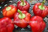 Pepper Red Cheese* Heirloom Apfel - Paprika rot* 10 Samen