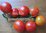 Tomate Homestead aus den USA * krankheitsresistent* 10 Samen