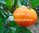Tomate Jaune Flamme Heirloom aus Frankreich* orange Salattomate* 10 Samen