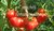 Tomate Giant Belgium Pink Heirloom* Stabtomate aus den USA* 10 Samen