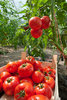 Tomate Druzba* rote Fleischtomate * alte Sorte aus Bulgarien* 10 Samen