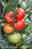 Tomate Trophy* alte Tomatensorte aus den USA* 10 Samen