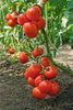 Tomate Czech`s Bush aus Tschechien* frühe Sorte* 10 Samen