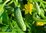 Gurke Bushy * alte Sorte aus Russland* grün mittelgroß * 5 Samen