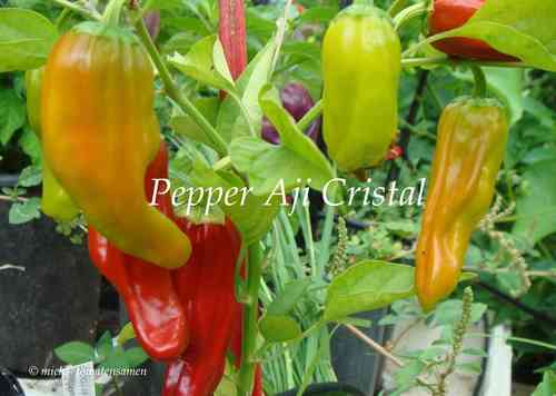 Aji Cristal Pepper * Chili aus Chile* sehr scharf* 10 Samen