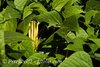 Stangenbohne Neckargold* fadenlose Bohne gelb* 10 Samen